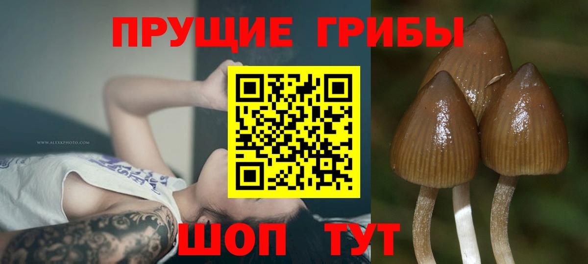 Галлюциногенные грибы Psilocybe  Вход с VPN  Галлюциногенные грибы Magic Shrooms  Новоуральск 